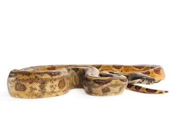 Hog Island Boa Constrictor