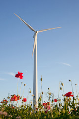 windturbine and poppies