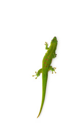 Madagascar Day Gecko