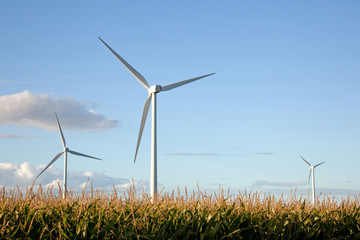 wind turbines in corn field