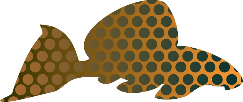 Leopard pleco - aquarium fish