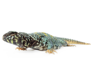 Ornate uromastyx on White Background