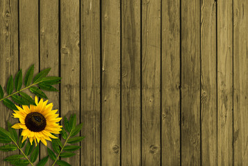 Sonnenblume auf Holzwand