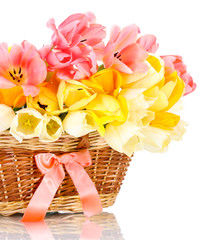 beautiful tulips in basket isolated on white.