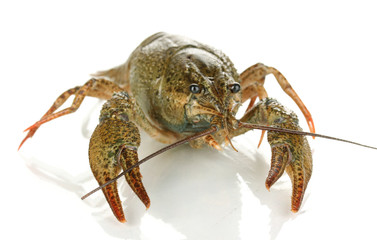 green crawfish isolated on white close-up
