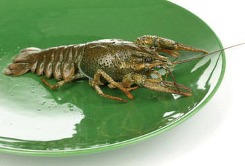 green crayfish on the plate on white background close-up