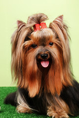Beautiful yorkshire terrier on grass on colorful background