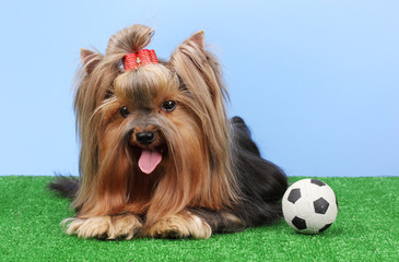 Beautiful yorkshire terrier with football