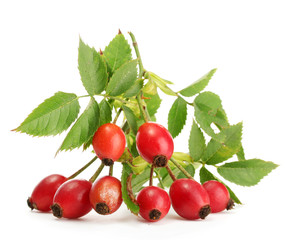 ripe hip roses on branch with leaves, isolated on white