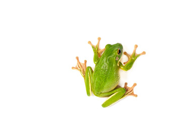 White Lipped Tree Frog