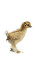 Silky Chicken on White Background.