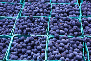 Sea of Blueberries Horizontal