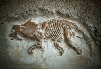 Obraz premium skamieniałości dinozaurów