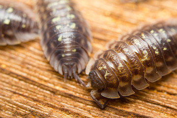 Close-up of the common woodlouse