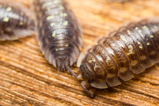 Close-up Of The Common Woodlouse