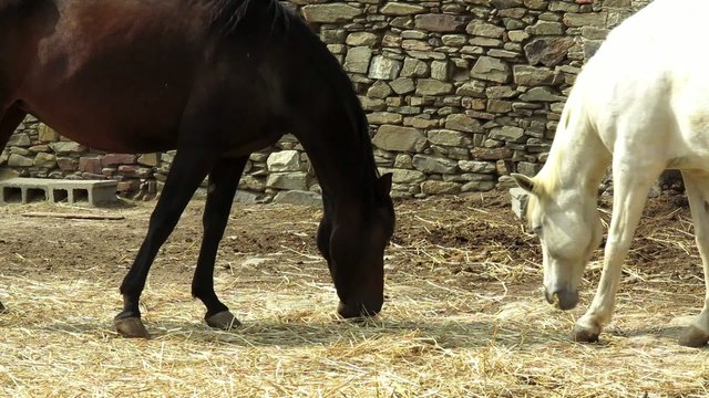 caballos granja