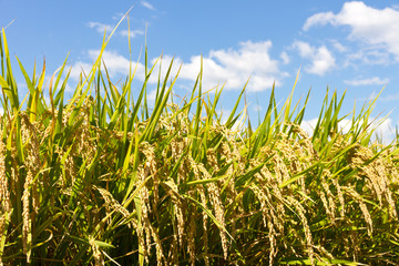 Rice and the blue sky