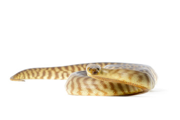 Fototapeta premium Woma Python on White