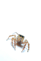 Spider