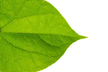 Green leaf