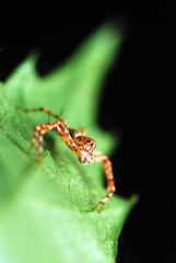 Stripes Spider
