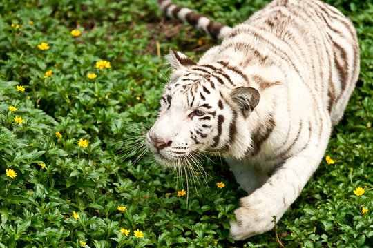 Big white tiger in nightsafari chiangmai Thailand