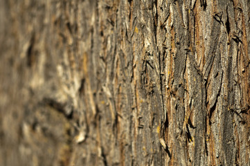 Bark background