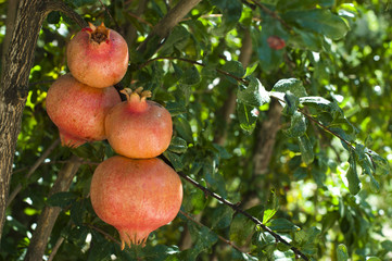Pomegranate on a tree branch