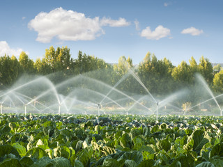 Irrigation systems in a vegetable garden - obrazy, fototapety, plakaty