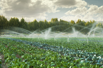 Irrigation systems in a vegetable garden - 45561084