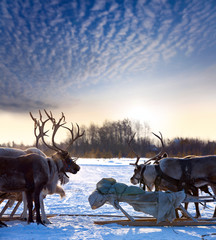 Northern deer on snow