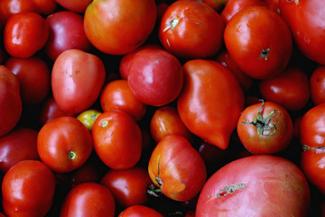 Red tomatoes
