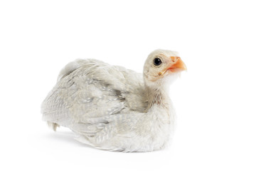 Obraz premium Guinea Fowl on White Background.
