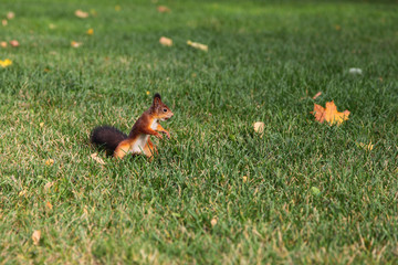 Red squirrel