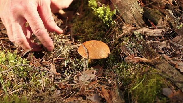 Mushroom