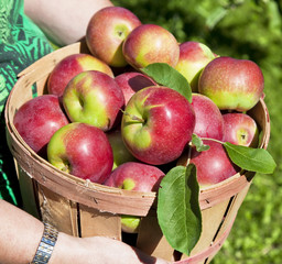 Fall Apple Harvest