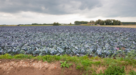 Fototapeta na wymiar Red cabbages in a Dutch landscape