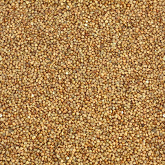 Fototapeta premium Buckwheat