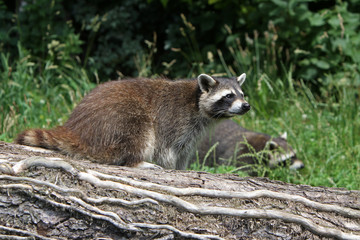 Waschbär