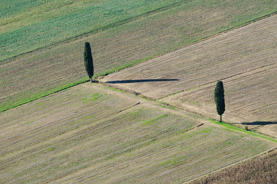 Cipress in Tuscany