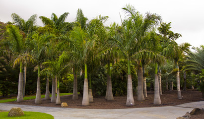palmy de gran canaria las palmas ogród © wielkareklama