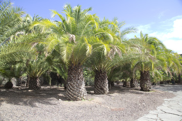palmy de gran canaria © wielkareklama
