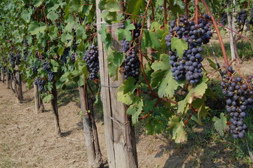 End of Summers - vineyards in the Langhe Piedmont Region, Italy