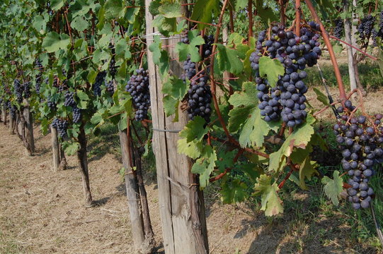 End of Summers - vineyards in the Langhe Piedmont Region, Italy