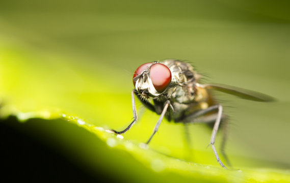 Close-up of a common house fly (Musca domestica)