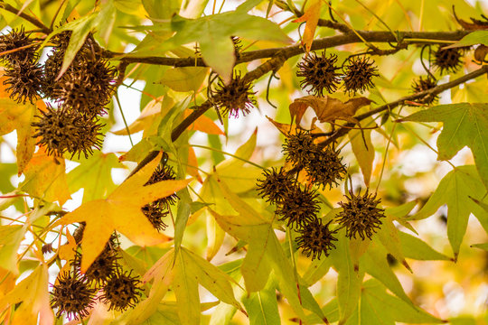 Amberbaum - Liquidambar