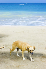 dog on the beach, Duquesne Bay, Grenada