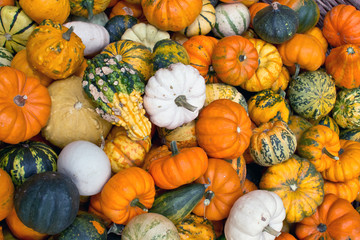 Colorful pumpkins assortment on the autumn season market