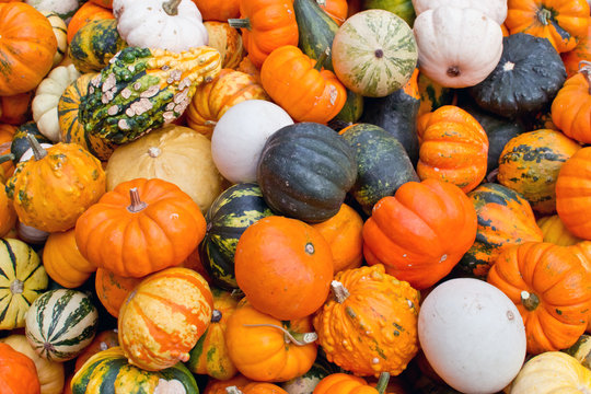 Colorful pumpkins assortment on the autumn season market