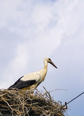 Storks in the nest, Poland